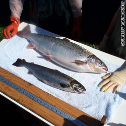 'Frankenfish' or just really big salmon?
