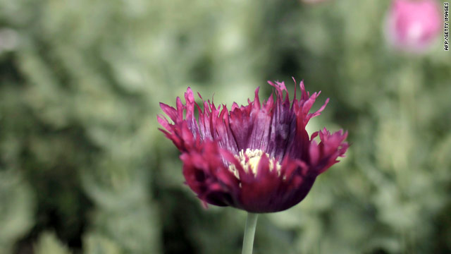 UN: Afghan opium production down