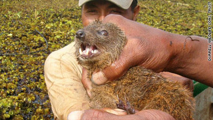 species