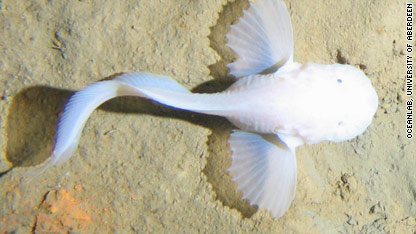 New fish species found deep in ocean