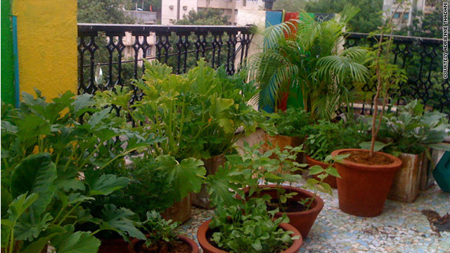 In Mumbai, rooftop gardens take root
