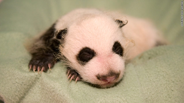 First panda born in U.S. this year 'progressing well,' 'in great shape'