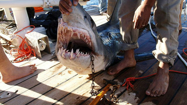 Shark kills German woman off Egypt's coast