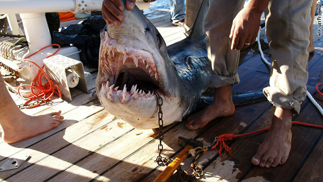 Egypt calls in shark experts after attacks