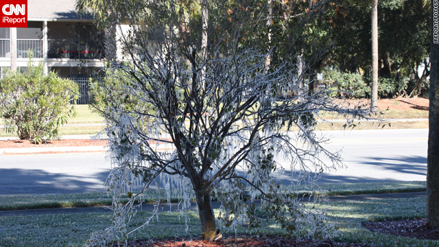 Florida's deep freeze may put fruits and vegetables in peril