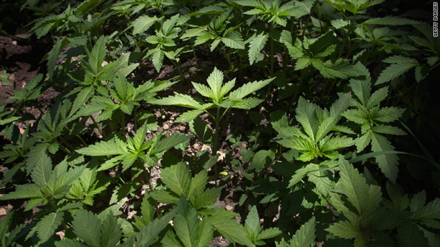 Overheard on CNN.com: Should we legalize marijuana?