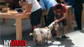A goat walks into an Apple store ...