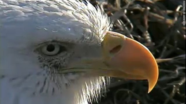 An eagle's nest is being watched 24/7 for the hatching of the baby bald eagles.