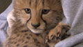 Cheetah cub thrives with new foster mom