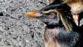 Oil spill is killing island penguins