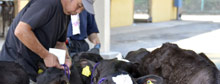 Fukushima beef banned in Japan