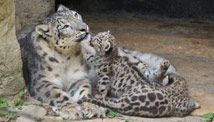 珍稀雪豹在瑞士動物園