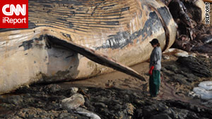 Endangered whale jawbone in teacher's backyard