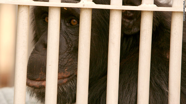 New Mexico chimps won't be used in additional research, pending review