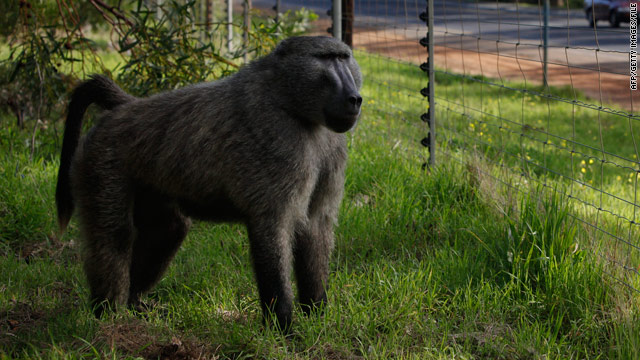 Baboons sniff out a better orange