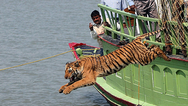 Paper: Proper land management could triple Asian tiger population