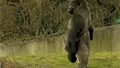 Gorilla stands up, walks like a human