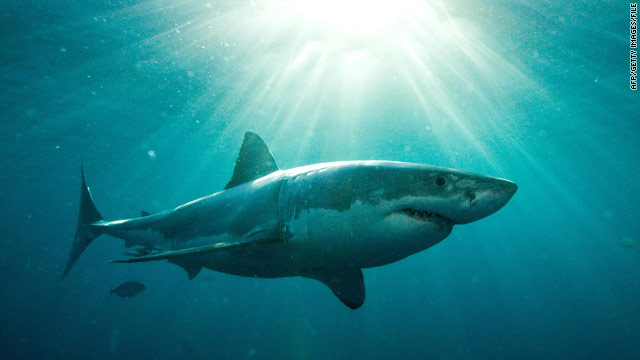 Diver apparently killed by sharks