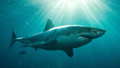 Sharks kill diver who plugged repel device