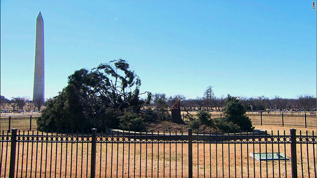 National Christmas tree toppled