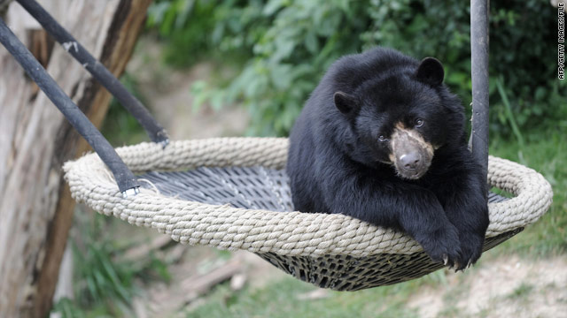 Study reveals the secret lives of bears