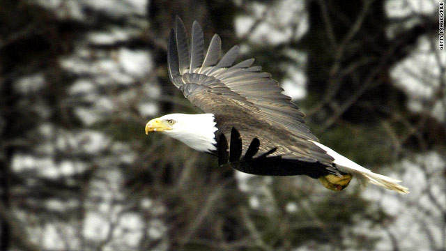 Starving eagles fall from sky in Canada