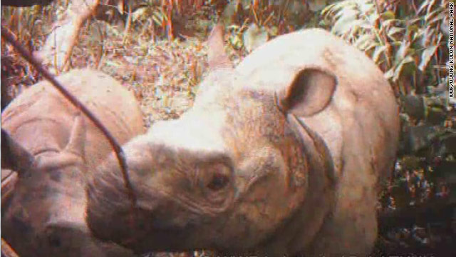 Video shows rare rhino calves in Indonesia
