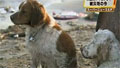 Tsunami dogs boost rescue donations