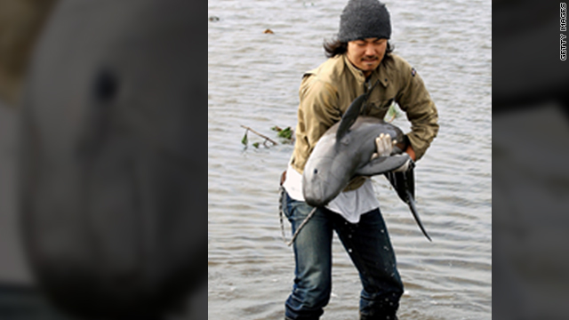 Tsunami-stranded porpoise rescued from rice paddy 1.2 miles from coast