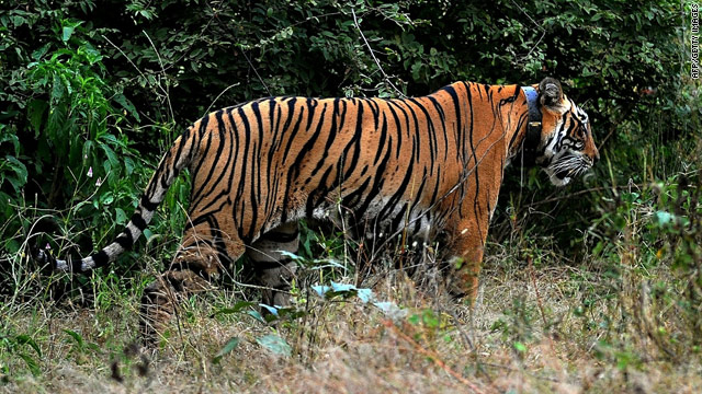 India's wild tiger population jumps 14%