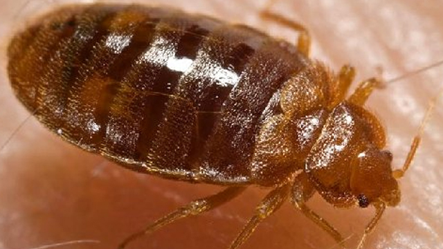 Gotta Watch: Bedbugs, dribble contest, skinny jeans