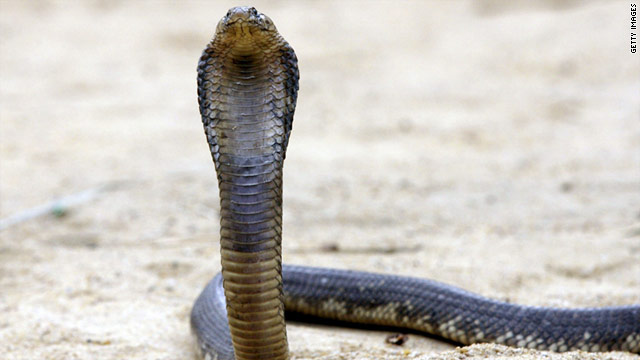 Missing Cobra found alive in New York's Bronx Zoo
