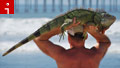 Meet Elvis the 5-foot iguana