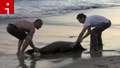 Good Samaritans try to save sea lion