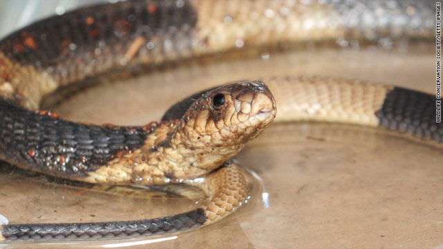 Slippery Bronx Zoo snake gets a name