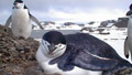 Top library complaint: Same-sex penguins