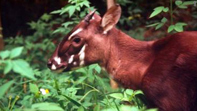 Reserve established for one of world's rarest animals