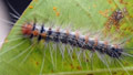 Hairy caterpillars make residents itchy