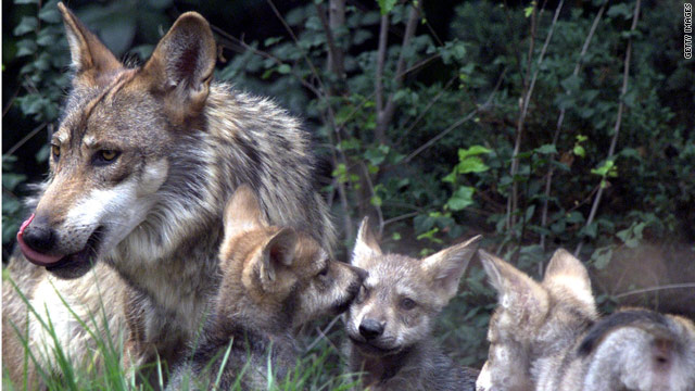 Budget bill add-on would impact wolves