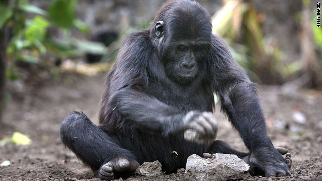 DRC gorillas increase despite war, census finds