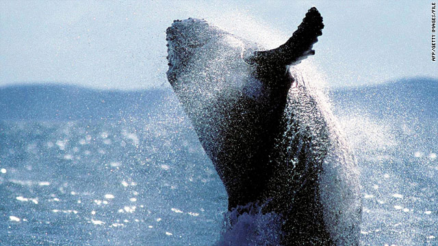 Humpback whales changing their tunes, study finds