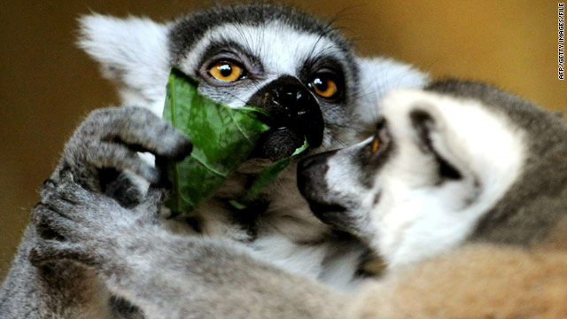 Branson giving Caribbean island to lemurs
