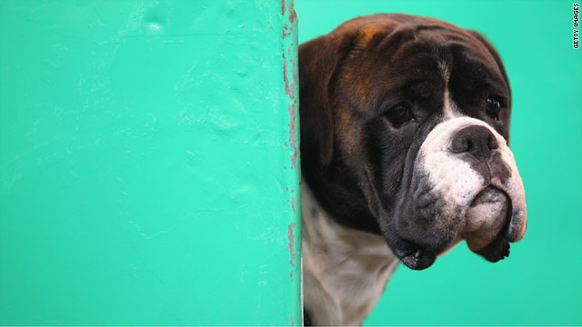 Lunch Break: The latest enemies of Iran – dogs and their owners