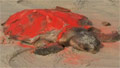 Oil spill taking toll on Gulf animals