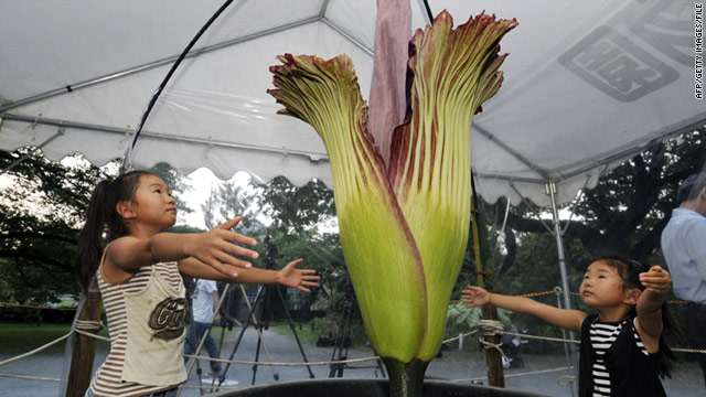 'Corpse flowers' raise stink on Easter Sunday 'Corpse flowers' raise stink on Easter Sunday