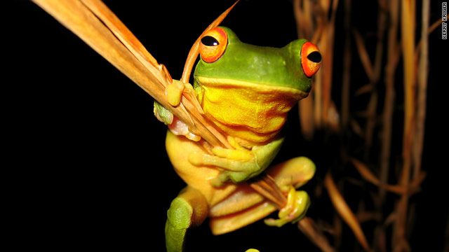 Frog lovers worldwide unite for 'Save the Frogs' day