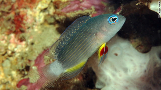 Eight potentially new fish species found along Bali reefs