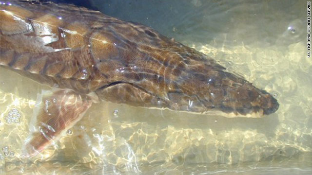 Jumping fish breaks boater's leg