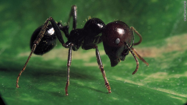 Ants using chemical warfare, class project finds