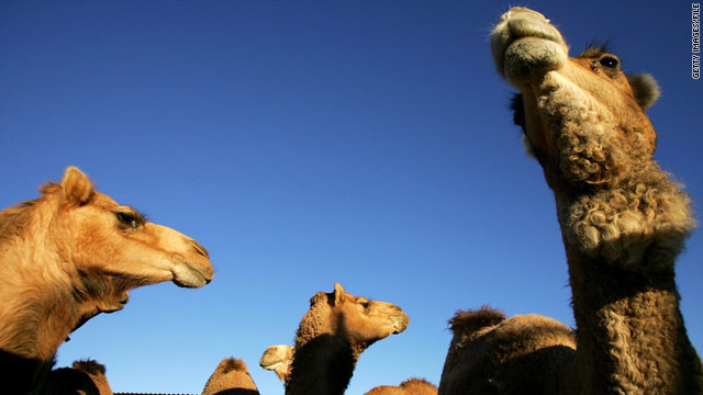 Camel Predators